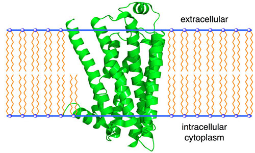 Beta 2 Receptor
