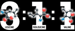 3 (leucine) : 1 (isoleucine) : 1 (valine)